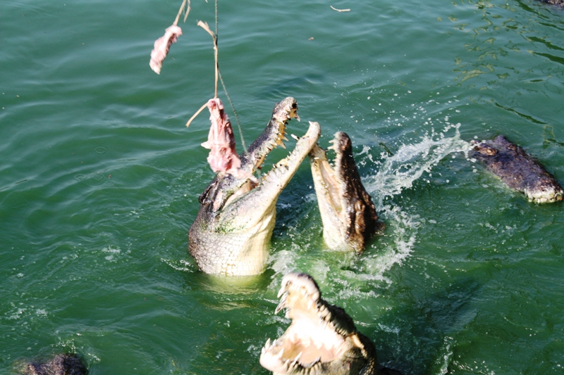 ПТТ-Чанг-БКК (+ немного фото из прошлых поездок) ПТТ-Чанг-БКК (+ немного фото из прошлых поездок)