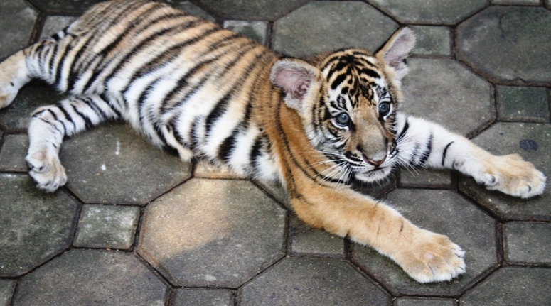 ПТТ-Чанг-БКК (+ немного фото из прошлых поездок) ПТТ-Чанг-БКК (+ немного фото из прошлых поездок)