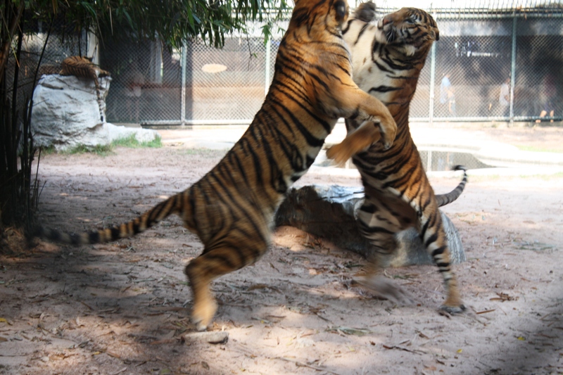 ПТТ-Чанг-БКК (+ немного фото из прошлых поездок)
