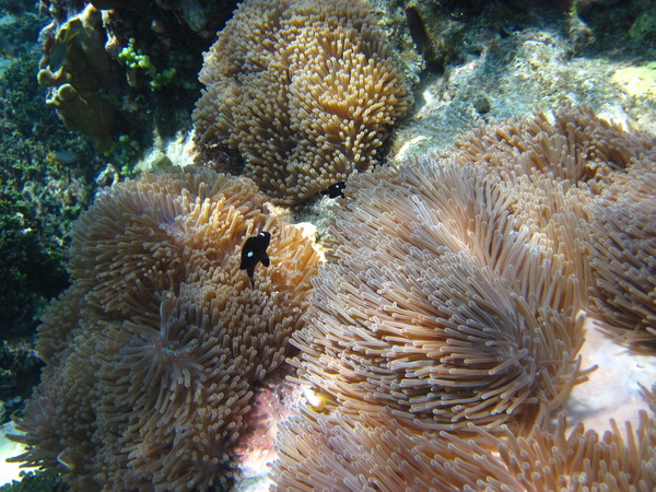 Месяц в Таиланде: Khao Lak – Krabi - Ko Lanta - Phuket