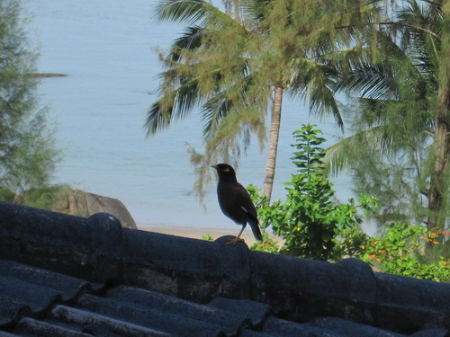 Месяц в Таиланде: Khao Lak – Krabi - Ko Lanta - Phuket Месяц в Таиланде: Khao Lak – Krabi - Ko Lanta - Phuket