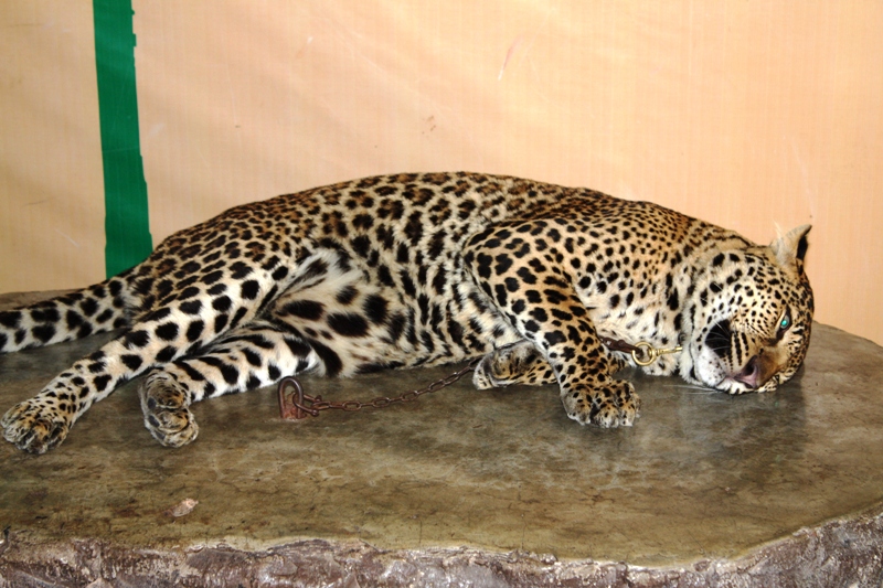 ПТТ-Чанг-БКК (+ немного фото из прошлых поездок) ПТТ-Чанг-БКК (+ немного фото из прошлых поездок)