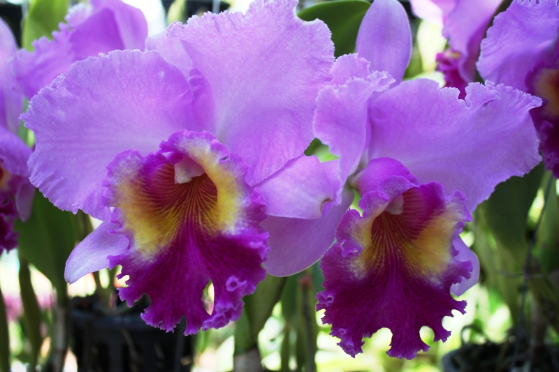 ПТТ-Чанг-БКК (+ немного фото из прошлых поездок) ПТТ-Чанг-БКК (+ немного фото из прошлых поездок)