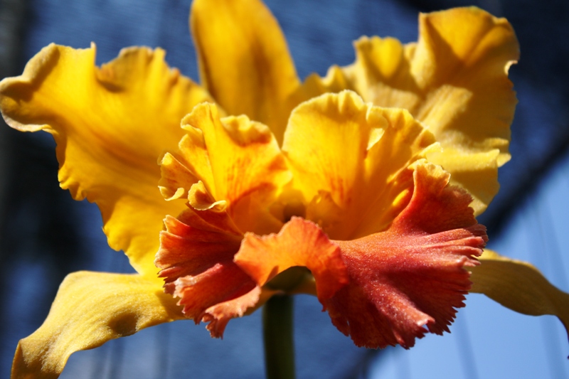 ПТТ-Чанг-БКК (+ немного фото из прошлых поездок) ПТТ-Чанг-БКК (+ немного фото из прошлых поездок)