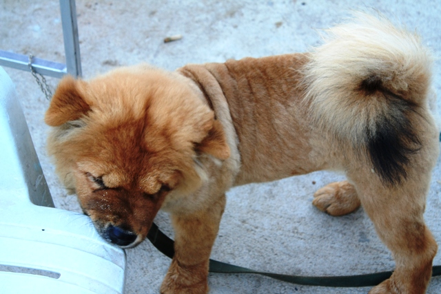 ПТТ-Чанг-БКК (+ немного фото из прошлых поездок) ПТТ-Чанг-БКК (+ немного фото из прошлых поездок)