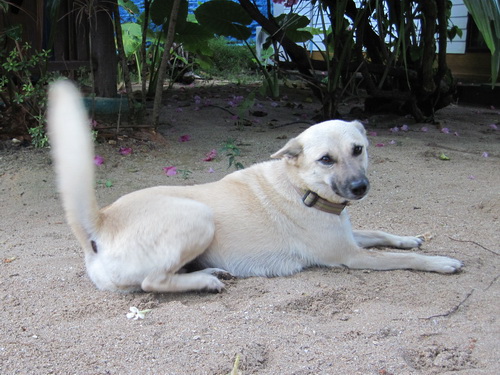 Месяц в Таиланде: Khao Lak – Krabi - Ko Lanta - Phuket Месяц в Таиланде: Khao Lak – Krabi - Ko Lanta - Phuket