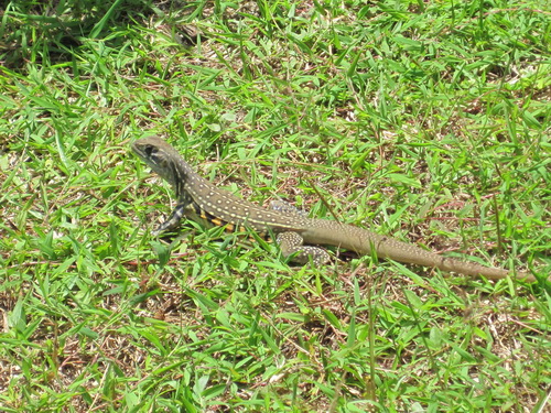 Месяц в Таиланде: Khao Lak – Krabi - Ko Lanta - Phuket Месяц в Таиланде: Khao Lak – Krabi - Ko Lanta - Phuket