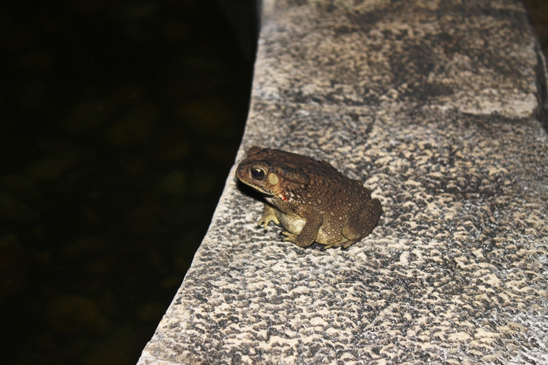 ПТТ-Чанг-БКК (+ немного фото из прошлых поездок) ПТТ-Чанг-БКК (+ немного фото из прошлых поездок)