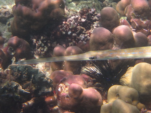 Месяц в Таиланде: Khao Lak – Krabi - Ko Lanta - Phuket