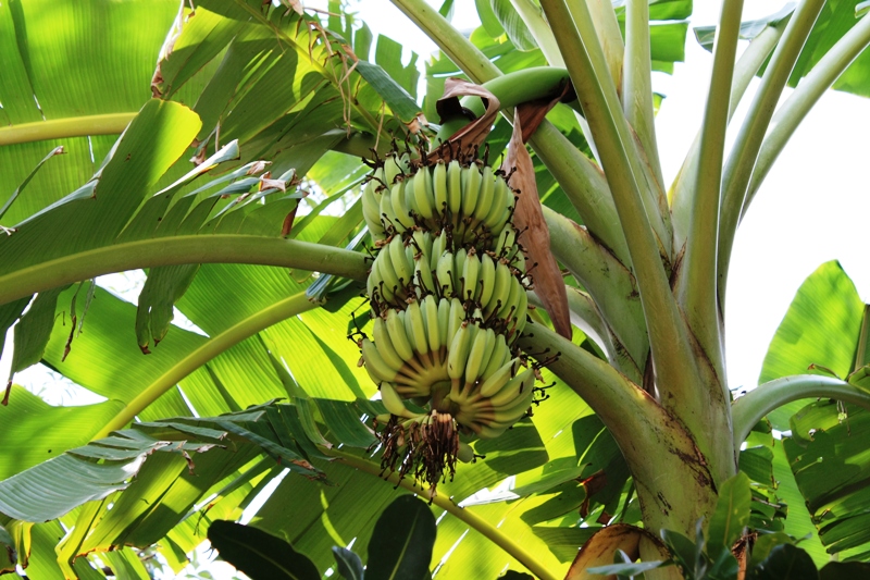 ПТТ-Чанг-БКК (+ немного фото из прошлых поездок) ПТТ-Чанг-БКК (+ немного фото из прошлых поездок)