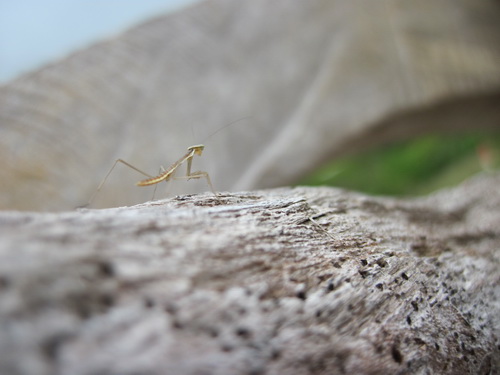 Месяц в Таиланде: Khao Lak – Krabi - Ko Lanta - Phuket Месяц в Таиланде: Khao Lak – Krabi - Ko Lanta - Phuket