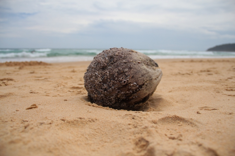 Пукет_Пи-Пи июль 2011 (фото)