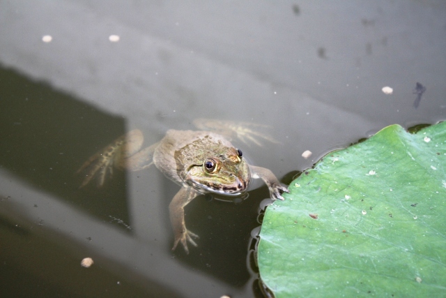 ПТТ-Чанг-БКК (+ немного фото из прошлых поездок)