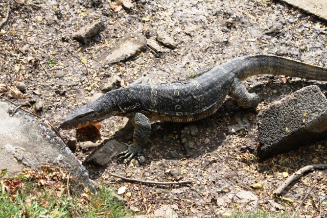ПТТ-Чанг-БКК (+ немного фото из прошлых поездок) ПТТ-Чанг-БКК (+ немного фото из прошлых поездок)