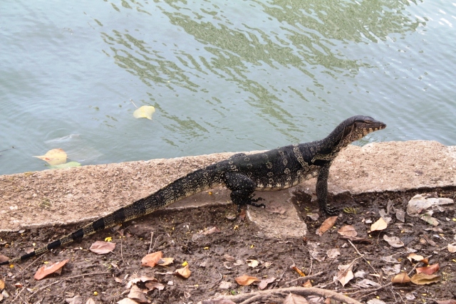 ПТТ-Чанг-БКК (+ немного фото из прошлых поездок) ПТТ-Чанг-БКК (+ немного фото из прошлых поездок)