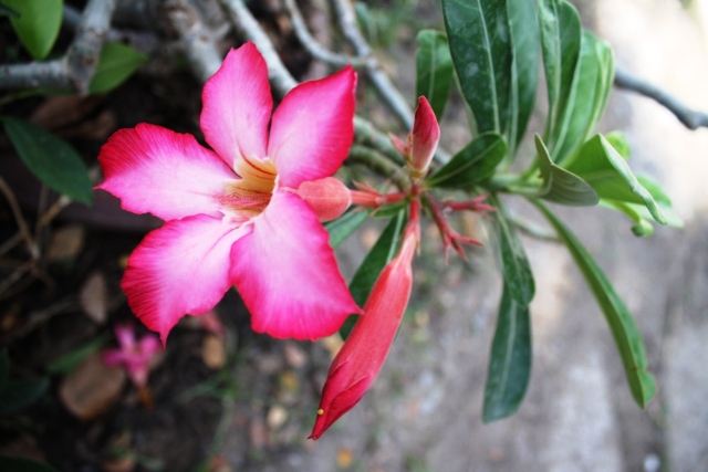 ПТТ-Чанг-БКК (+ немного фото из прошлых поездок) ПТТ-Чанг-БКК (+ немного фото из прошлых поездок)