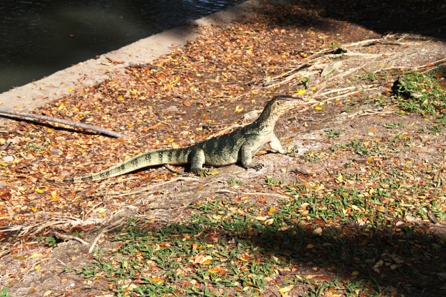 ПТТ-Чанг-БКК (+ немного фото из прошлых поездок) ПТТ-Чанг-БКК (+ немного фото из прошлых поездок)