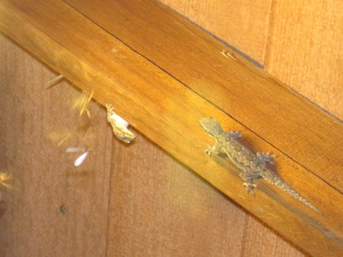 Месяц в Таиланде: Khao Lak – Krabi - Ko Lanta - Phuket Месяц в Таиланде: Khao Lak – Krabi - Ko Lanta - Phuket