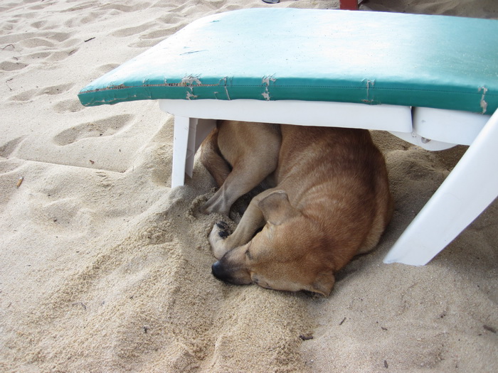 Утомленные снорком. Khao Lak–Surin–Similan–Ко Samui–Koh Tao–Phuket. Февраль – март 2013.