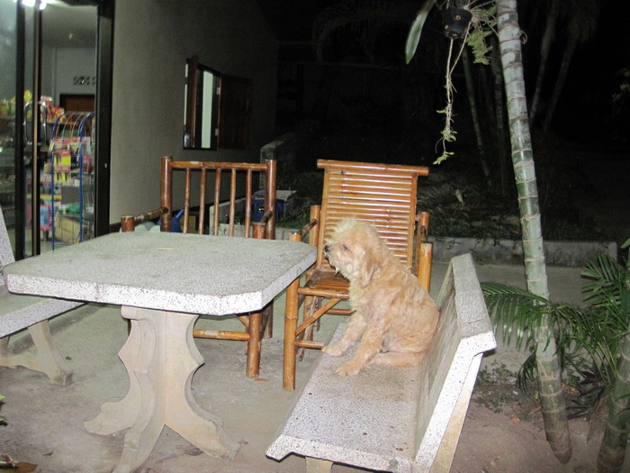 Утомленные снорком. Khao Lak–Surin–Similan–Ко Samui–Koh Tao–Phuket. Февраль – март 2013.