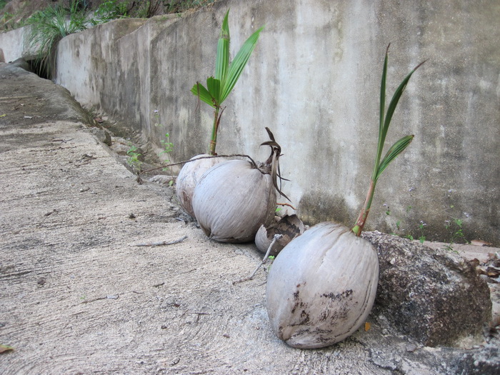 Утомленные снорком. Khao Lak–Surin–Similan–Ко Samui–Koh Tao–Phuket. Февраль – март 2013.