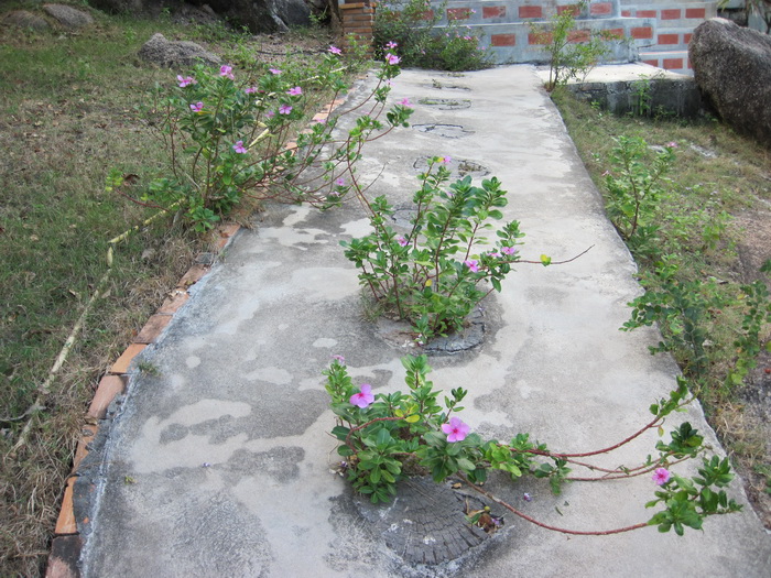 Утомленные снорком. Khao Lak–Surin–Similan–Ко Samui–Koh Tao–Phuket. Февраль – март 2013.