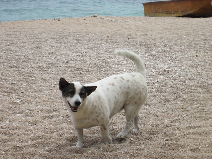 Утомленные снорком. Khao Lak–Surin–Similan–Ко Samui–Koh Tao–Phuket. Февраль – март 2013.