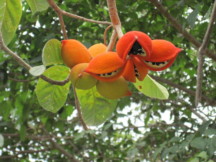 Утомленные снорком. Khao Lak–Surin–Similan–Ко Samui–Koh Tao–Phuket. Февраль – март 2013.