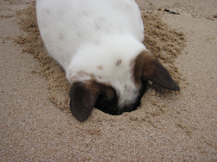 Утомленные снорком. Khao Lak–Surin–Similan–Ко Samui–Koh Tao–Phuket. Февраль – март 2013.