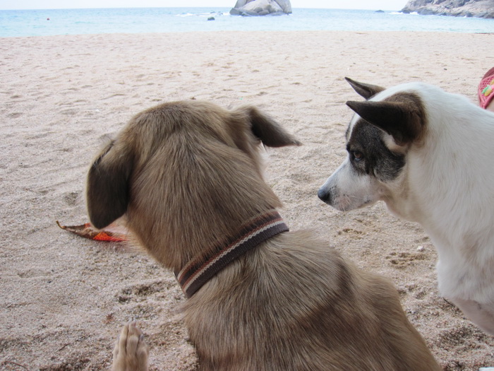 Утомленные снорком. Khao Lak–Surin–Similan–Ко Samui–Koh Tao–Phuket. Февраль – март 2013.
