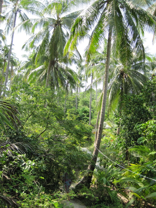 Утомленные снорком. Khao Lak–Surin–Similan–Ко Samui–Koh Tao–Phuket. Февраль – март 2013.