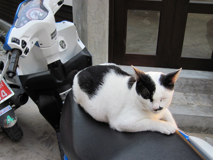 Утомленные снорком. Khao Lak–Surin–Similan–Ко Samui–Koh Tao–Phuket. Февраль – март 2013.