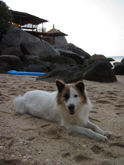 Утомленные снорком. Khao Lak–Surin–Similan–Ко Samui–Koh Tao–Phuket. Февраль – март 2013.