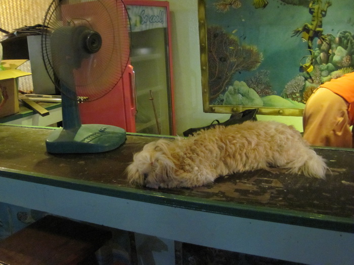 Утомленные снорком. Khao Lak–Surin–Similan–Ко Samui–Koh Tao–Phuket. Февраль – март 2013.