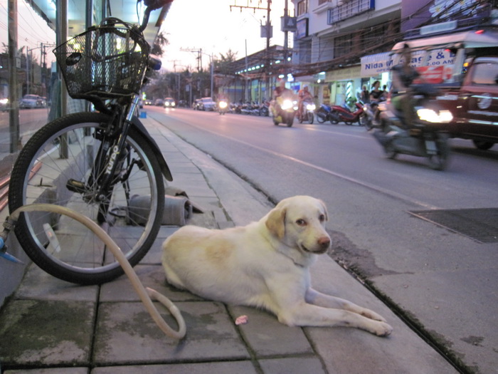 Утомленные снорком. Khao Lak–Surin–Similan–Ко Samui–Koh Tao–Phuket. Февраль – март 2013.