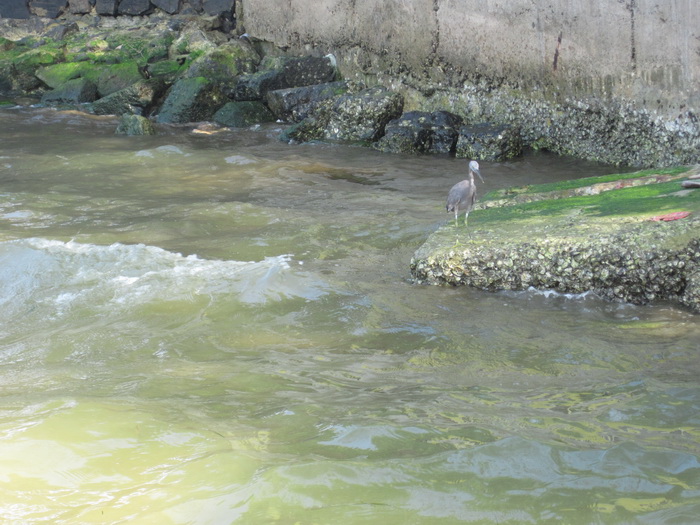 Утомленные снорком. Khao Lak–Surin–Similan–Ко Samui–Koh Tao–Phuket. Февраль – март 2013.