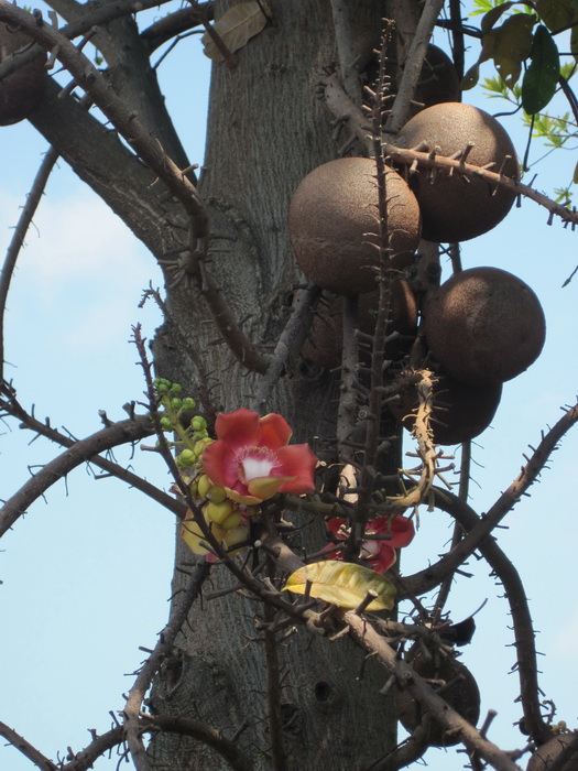 Утомленные снорком. Khao Lak–Surin–Similan–Ко Samui–Koh Tao–Phuket. Февраль – март 2013.