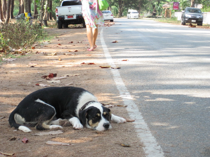 Утомленные снорком. Khao Lak–Surin–Similan–Ко Samui–Koh Tao–Phuket. Февраль – март 2013.