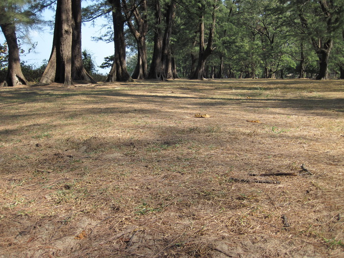 Утомленные снорком. Khao Lak–Surin–Similan–Ко Samui–Koh Tao–Phuket. Февраль – март 2013.