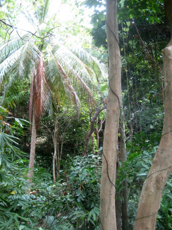 Первый блин: Краби-ПиПи-Пукет-Бангкок (24.12-10.01.2010)