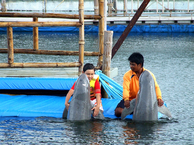 Поплавать с дельфинами в Паттайе, Трате