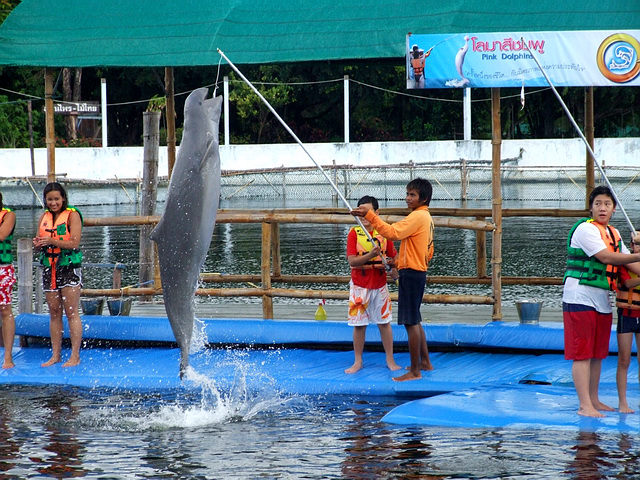 Поплавать с дельфинами в Паттайе, Трате