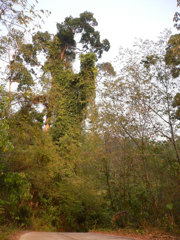 Мой Тай - с задержкой в год (ПТТ-Чанг-Кут-ПТТ)