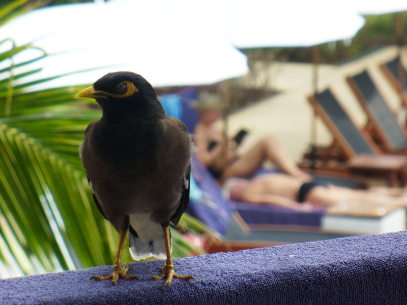 ПТТ-Чанг-БКК (+ немного фото из прошлых поездок)