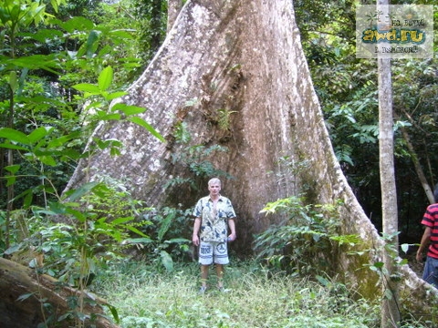 Где подробно почитать про эти огромные деревья?