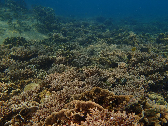 Утомленные снорком 2. Ко Samui – Koh Tao. Февраль – март 2014.