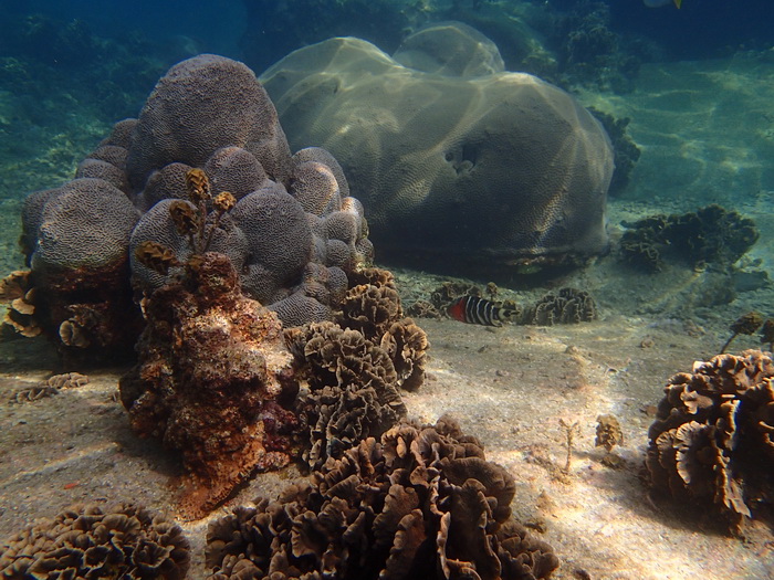 Утомленные снорком 2. Ко Samui – Koh Tao. Февраль – март 2014.