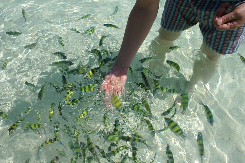 Bangkok Phuket Phi Phi Don Bamboo Island фото (траффик)