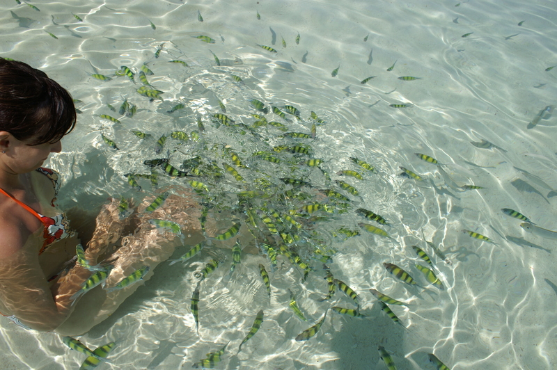 Bangkok Phuket Phi Phi Don Bamboo Island фото (траффик)