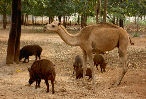 Бангкок – Камбоджа – Куала-Лумпур – Пукет (декабрь 2007)